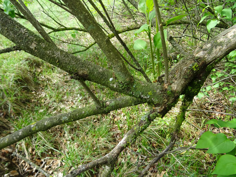 Syringa vulgaris - Oleaceae